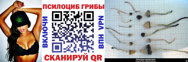 kraken как зайти  Дигора  Псилоцибиновые грибы Magic Shrooms 